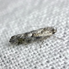 Lichenaula appropinquans