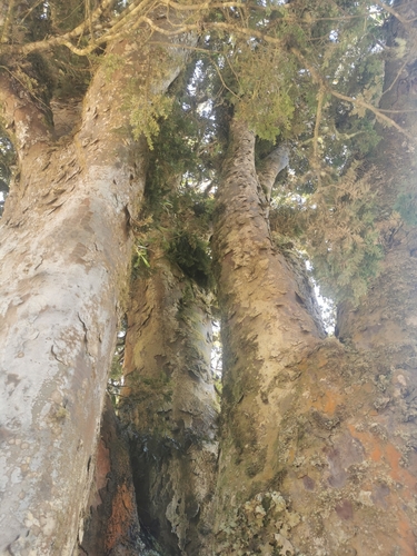 Prumnopitys exigua · iNaturalist