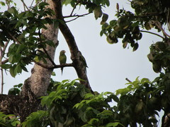 Brotogeris versicolurus