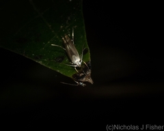 Thiotricha atractodes