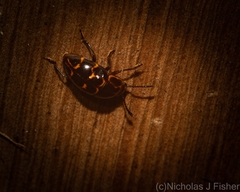 Episcaphula tamburinea