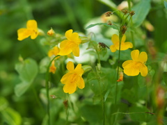 Erythranthe corallina