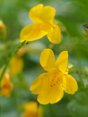 Erythranthe corallina