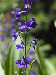 Delphinium polycladon