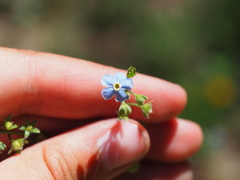 Hackelia velutina