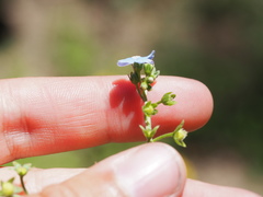 Hackelia velutina