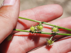 Hackelia velutina