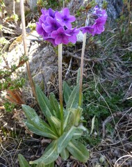 Primula macrophylla