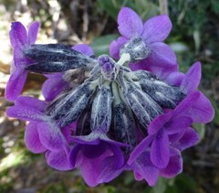 Primula macrophylla
