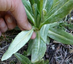 Primula macrophylla