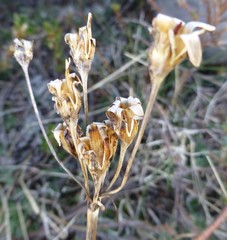 Primula macrophylla