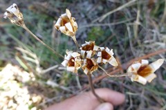 Primula macrophylla