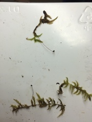 Brachythecium falcatum