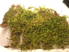 Brachythecium falcatum