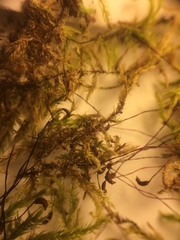 Brachythecium falcatum