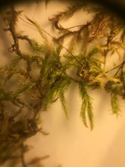 Brachythecium falcatum