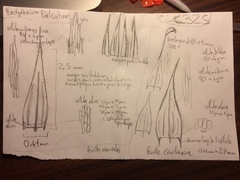 Brachythecium falcatum