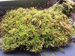 Sciuro-hypnum reflexum