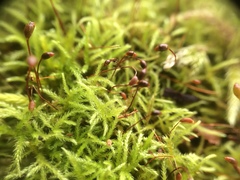 Sciuro-hypnum reflexum
