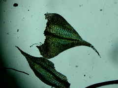 Sciuro-hypnum reflexum