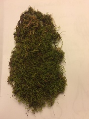 Sciuro-hypnum reflexum