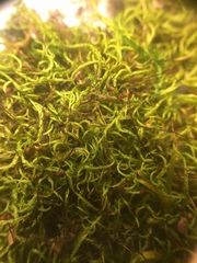 Sciuro-hypnum reflexum