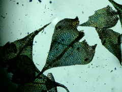 Sciuro-hypnum reflexum