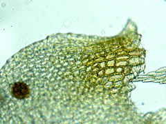 Sciuro-hypnum reflexum