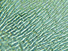 Sciuro-hypnum reflexum