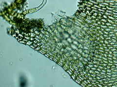 Sciuro-hypnum reflexum