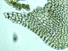 Sciuro-hypnum reflexum