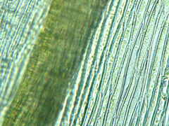 Sciuro-hypnum reflexum