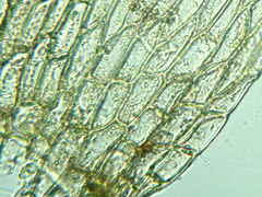 Sciuro-hypnum reflexum