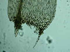 Sciuro-hypnum reflexum