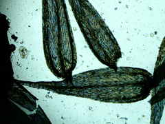 Sciuro-hypnum reflexum