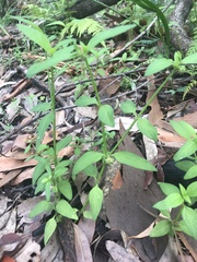 Opercularia hispida