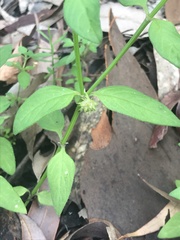Opercularia hispida