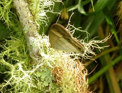 Euptychoides laccine