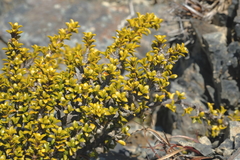 Coprosma fowerakeri