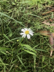 Brachyscome graminea