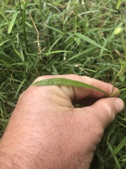 Brachyscome graminea