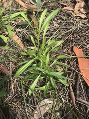 Brachyscome graminea