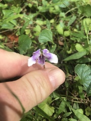 Viola banksii