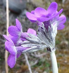Primula macrophylla