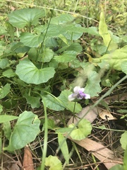 Viola banksii