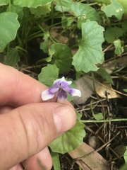 Viola banksii