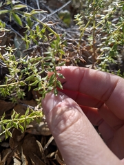 Galium cliftonsmithii