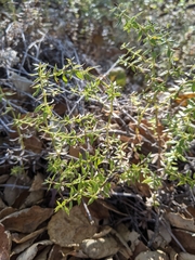 Galium cliftonsmithii