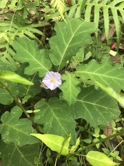 Solanum pungetium