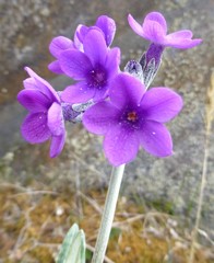 Primula macrophylla
